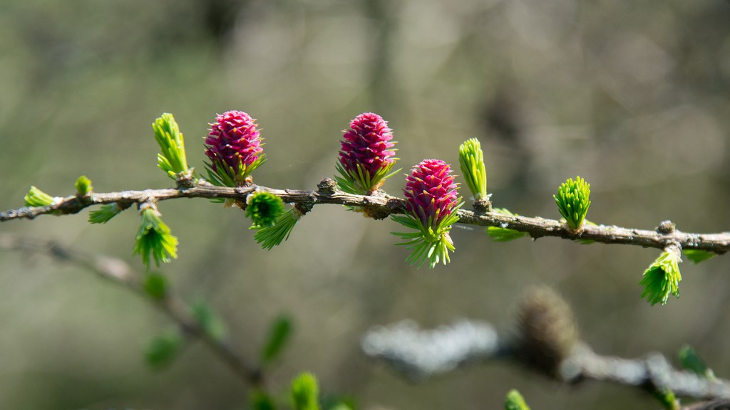 Larch é um floral de Bach que ajuda no aprendizado