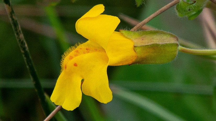 Mimulus, essência floral de Bach que ajuda no enfrentamento de medos conhecidos e timidez.