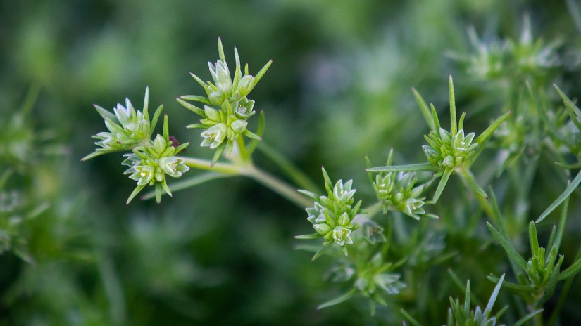 Scleranthus – um dos “Doze Curadores”, essência floral pesquisados pelo Dr Edward Bach, ajuda a pessoa a tomar decisões.